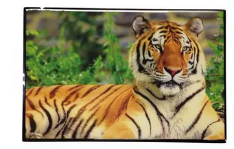 TIGER CARD HOLDER FROM THE NEGRO